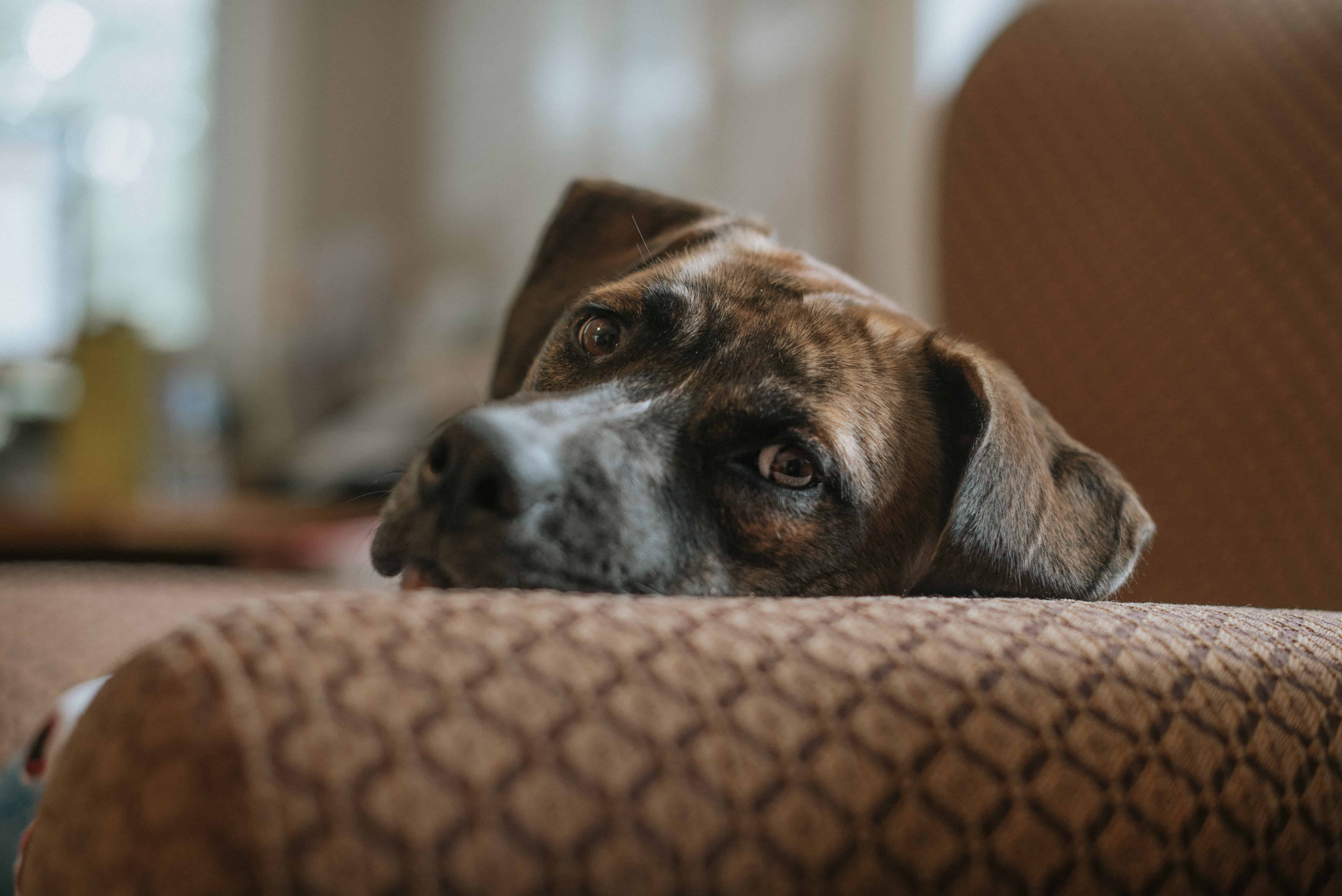 How Aperture Can Enhance Your Pet Photos 6